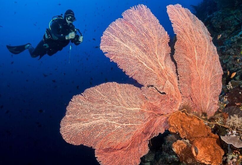 Szálloda Murex Dive Resort