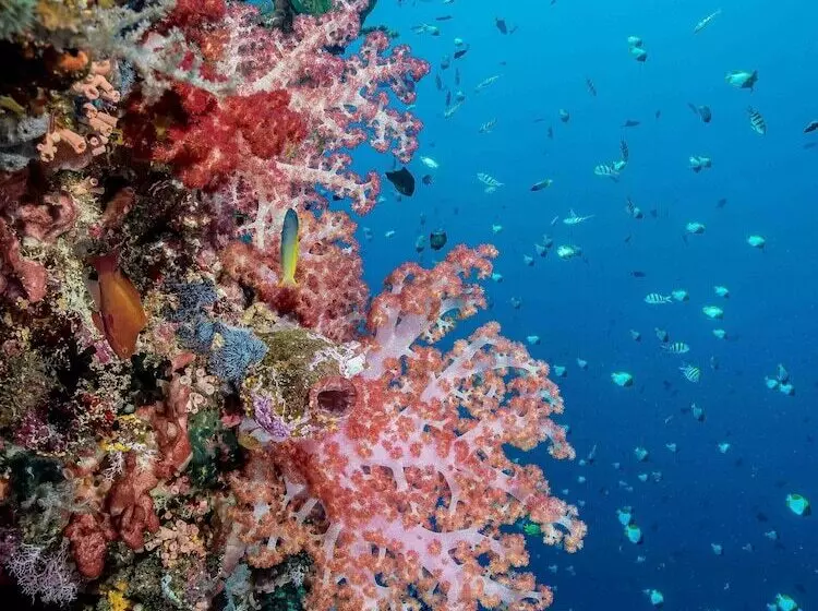 ホテル Murex Dive Resort