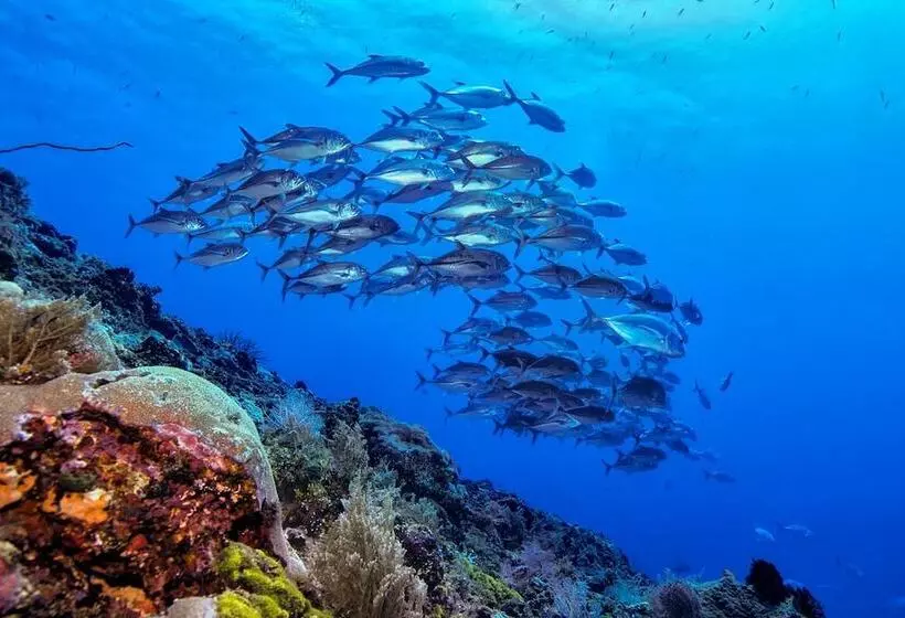 ホテル Murex Dive Resort