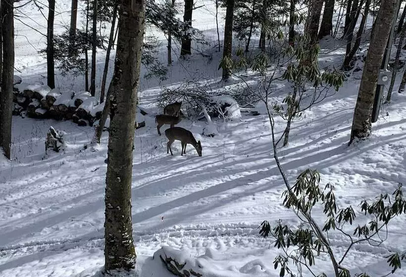 Unforgettable Dreams