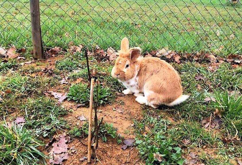 膳宿费 Le Castelat De Julienna