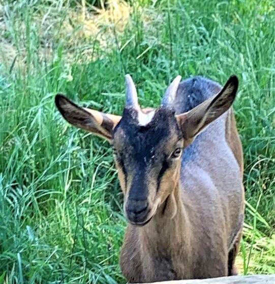 膳宿费 Le Castelat De Julienna