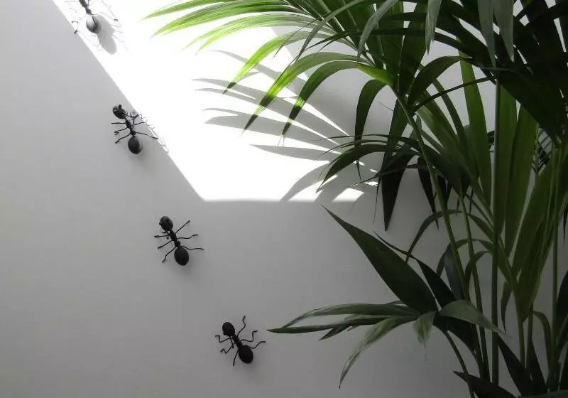 ペンション Magma Rooms Playa Honda