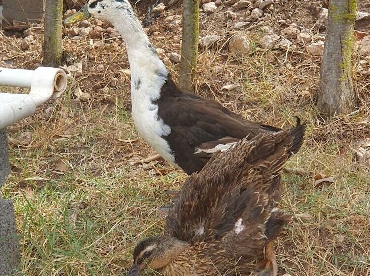 Maison La Branche D'oiseaux