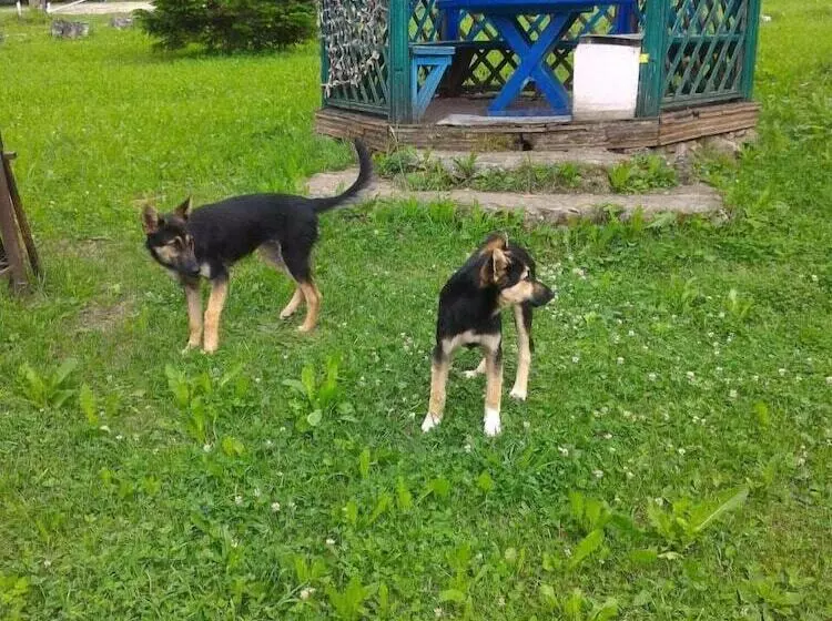 Hotelli Turbaza Serebryany Klyuch