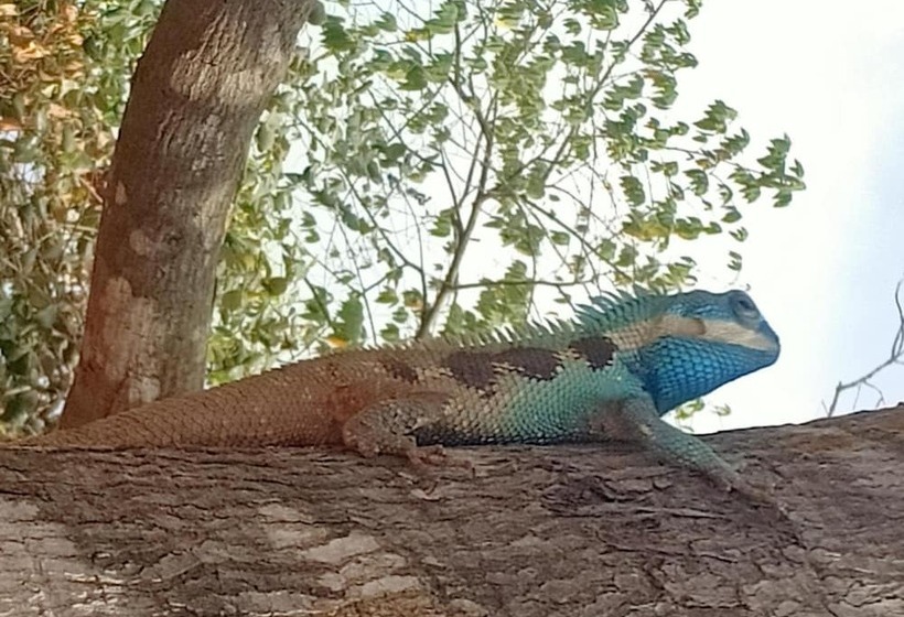 هتل Damnak Tormeas Homestay