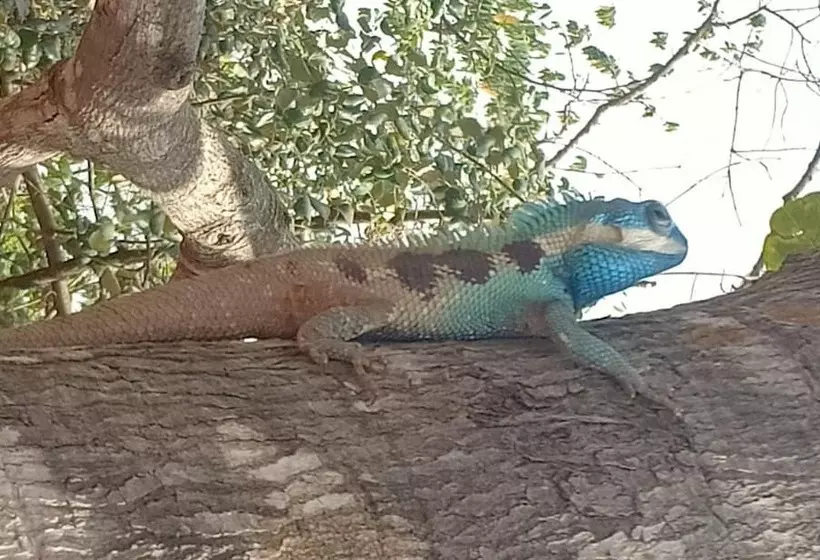 ホテル Damnak Tormeas Homestay