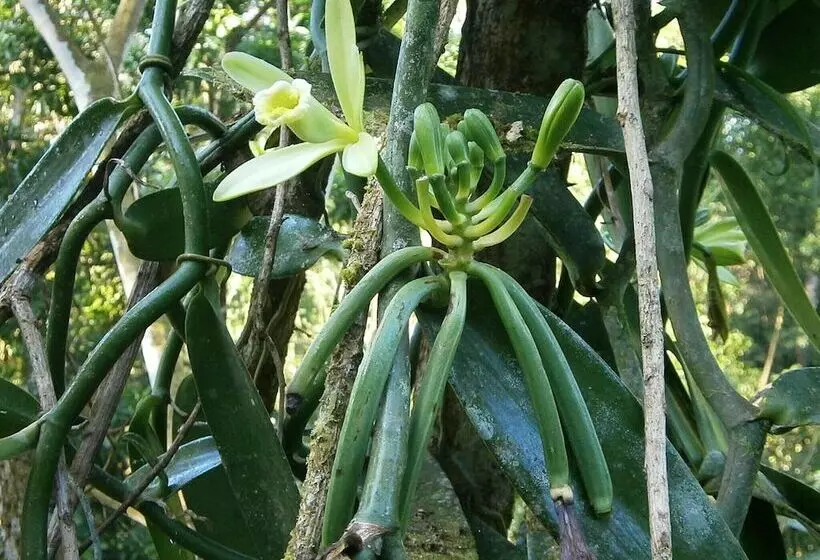 Vanilla Jungle Lodge   Bed & Breakfast