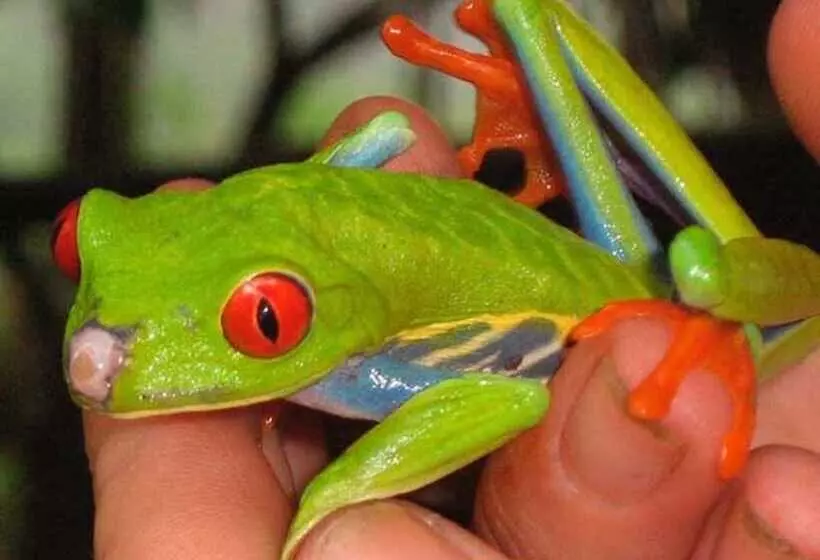 Vanilla Jungle Lodge   Bed & Breakfast