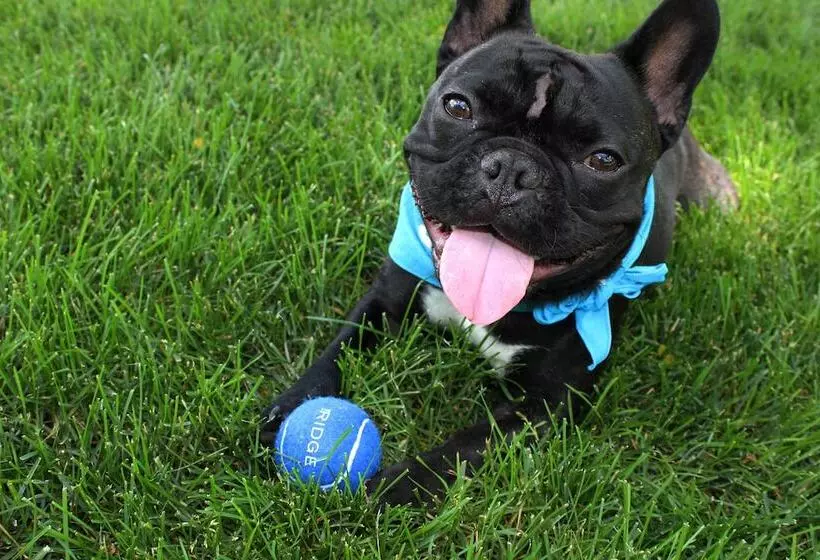 渡假胜地 Lodge Geneva National