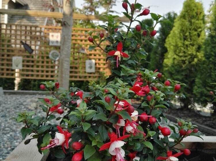 Sunny Island By White Rock B&b