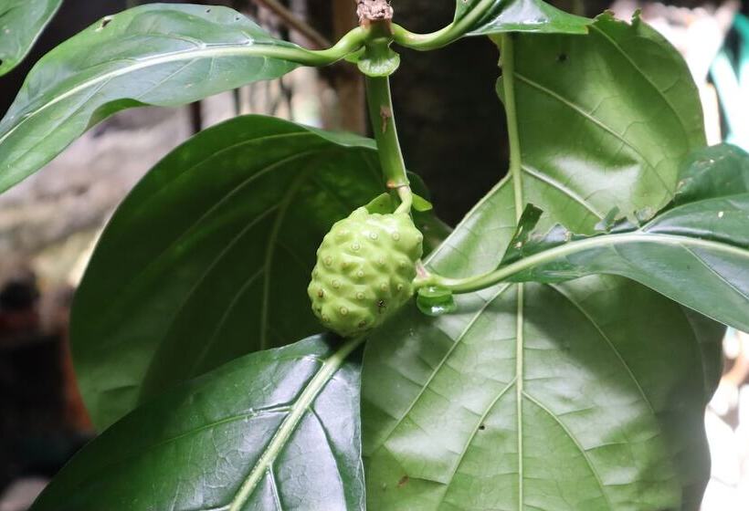 Cinderland Ecovillage   Hostel