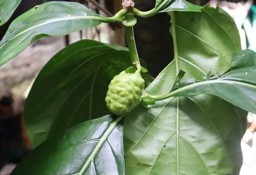 Cinderland Ecovillage   Hostel