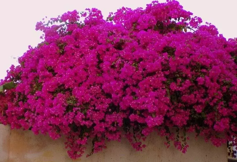 هتل Le Triskell Auberge   Hostel