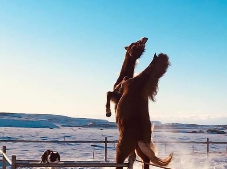 پانسیون Skálinn Between Gullfoss And Geysir – Myrkholt Farm