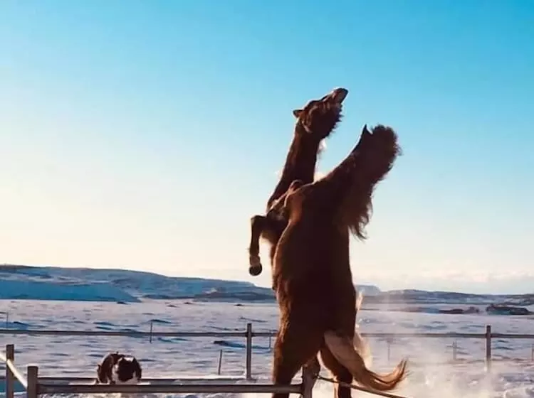 پانسیون Skálinn Between Gullfoss And Geysir – Myrkholt Farm