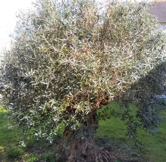 ペンション Villa Athéna,séjour Bien être Et éthique