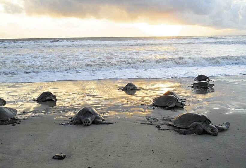 تختخواب و صبحانه Casa De Campo Pedasi