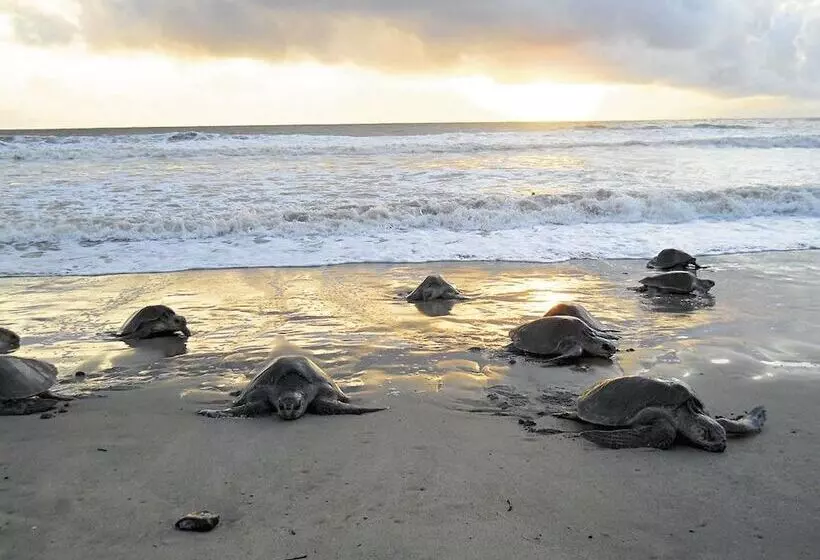 ベッドアンドブレックファースト Casa De Campo Pedasi
