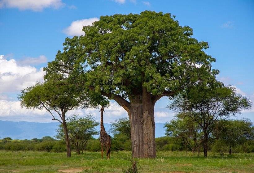 Отель Africa Safari Lake Manyara