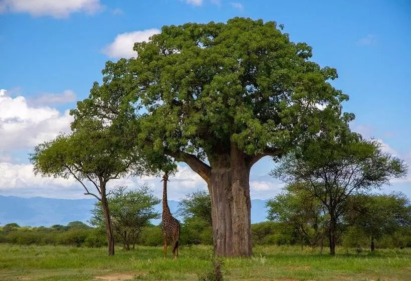 Hotelli Africa Safari Lake Manyara