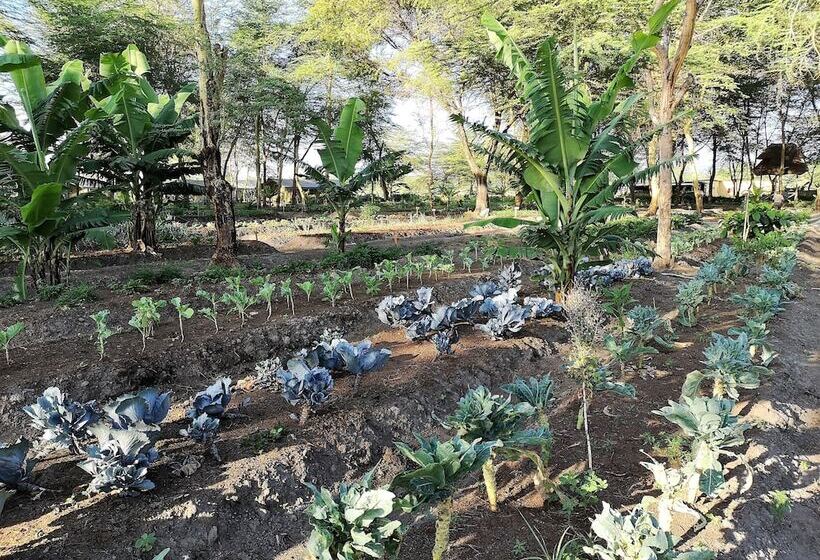 Отель Africa Safari Lake Manyara