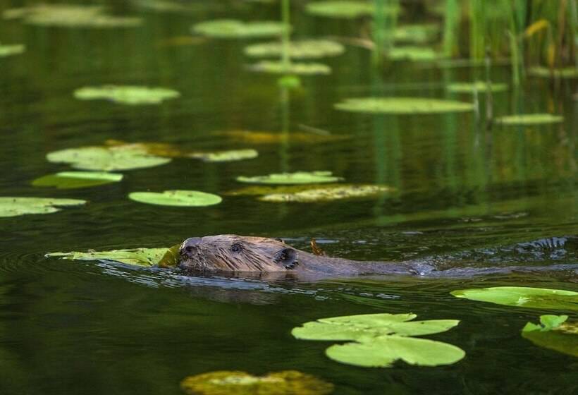 فندق Färna Herrgård & Spa