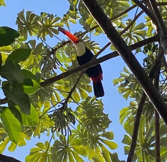 پانسیون Pousada Ouro Preto De Bonito