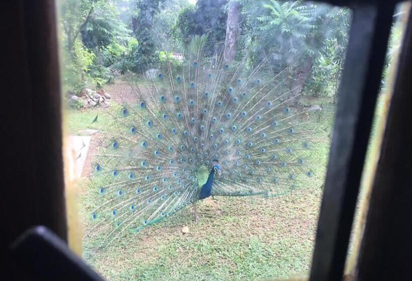 Bed and Breakfast Serendipity