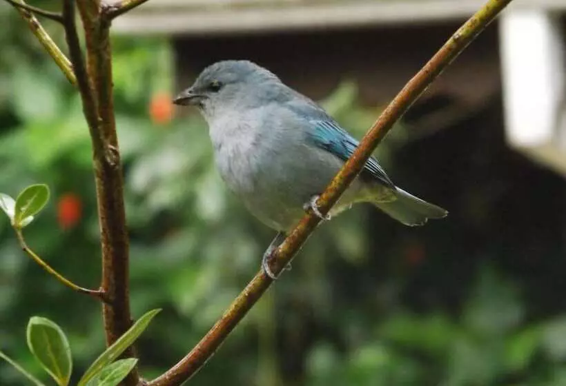 ホテル Pousada Orquídeas