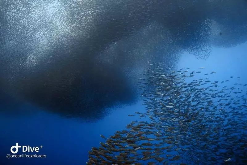 هتل Oceanlife Explorers