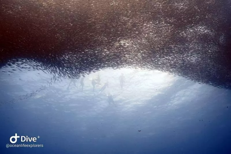 هتل Oceanlife Explorers