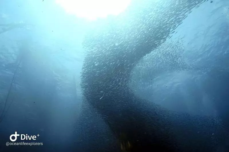هتل Oceanlife Explorers