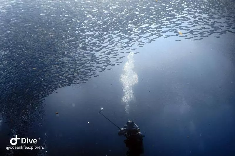 هتل Oceanlife Explorers