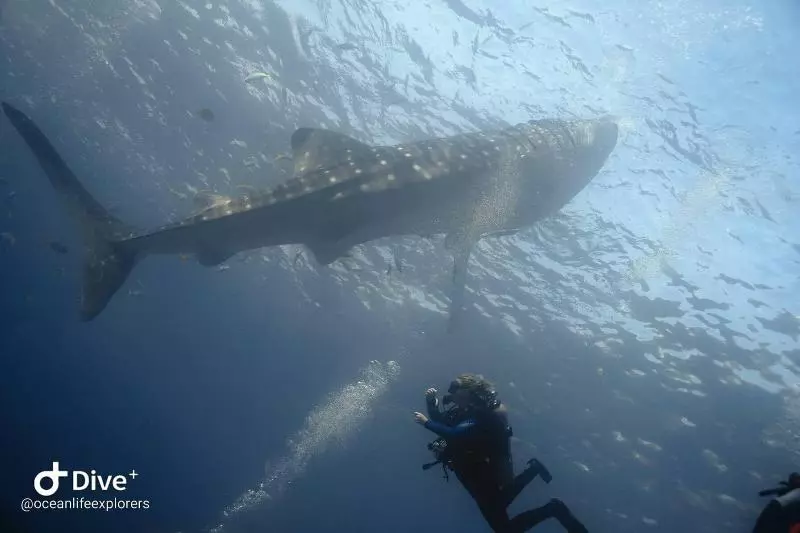 هتل Oceanlife Explorers
