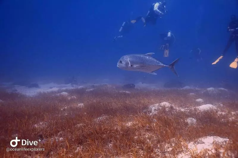 هتل Oceanlife Explorers