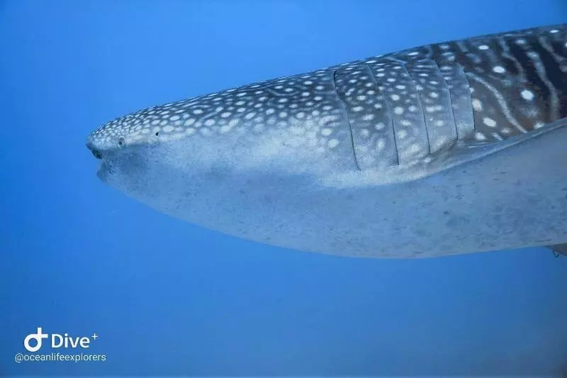 هتل Oceanlife Explorers