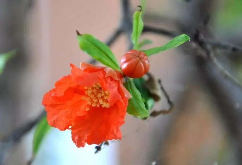 پانسیون S'arenada