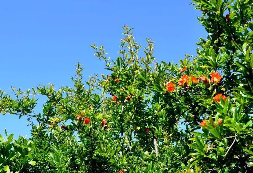 پانسیون S'arenada