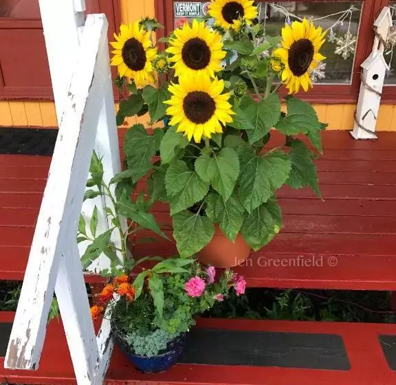 Snowdon Chalet Motel