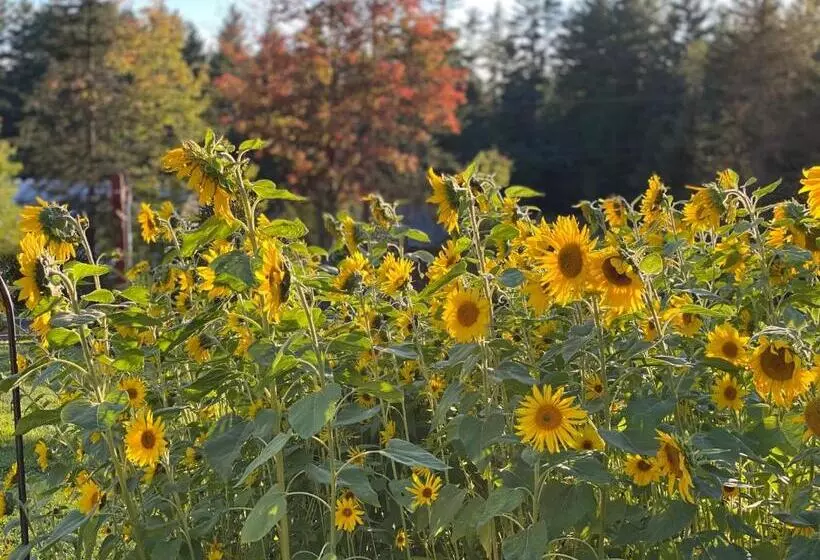 Snowdon Chalet Motel