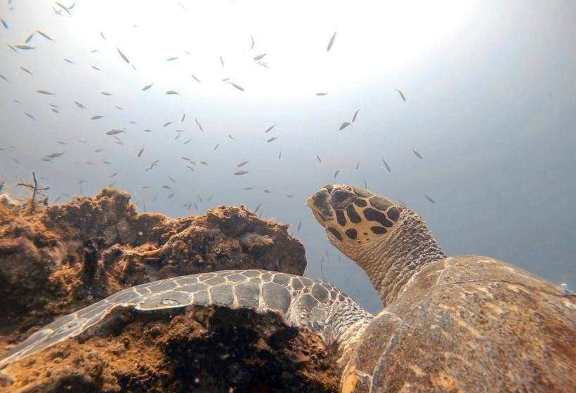 Отель Layag Resort