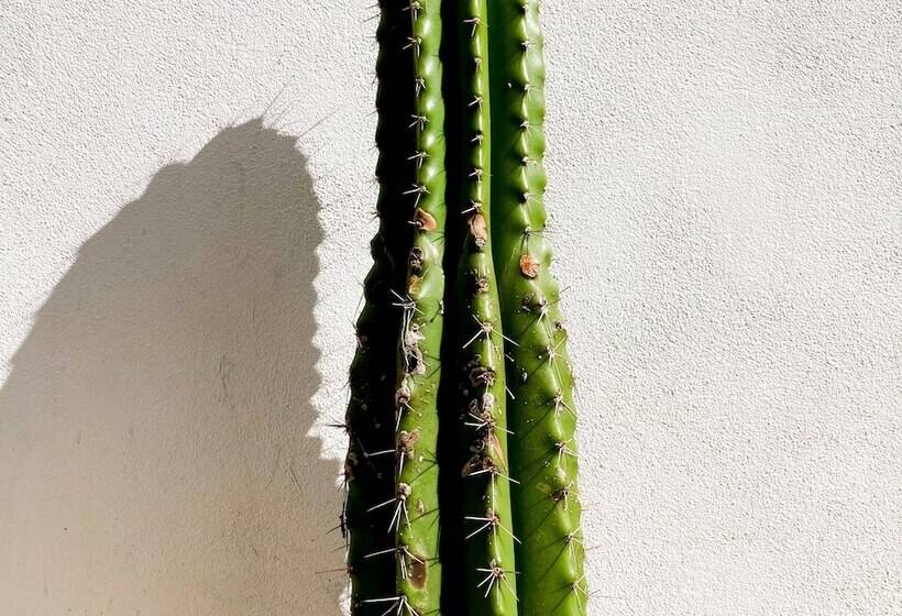 مبيت وإفطار Yaxa Hotel Nosara