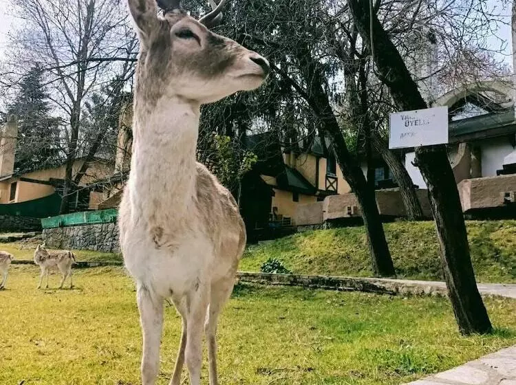 リゾートホテル Polonezköy Country Club & Accommodation In The Wildlife Park!