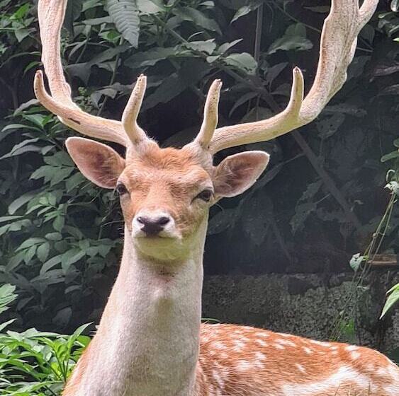 אתר נופש Polonezköy Country Club & Accommodation In The Wildlife Park!