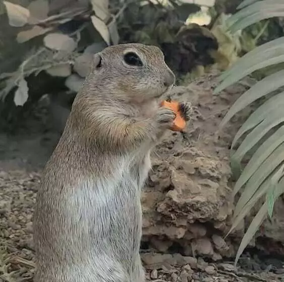 リゾートホテル Polonezköy Country Club & Accommodation In The Wildlife Park!