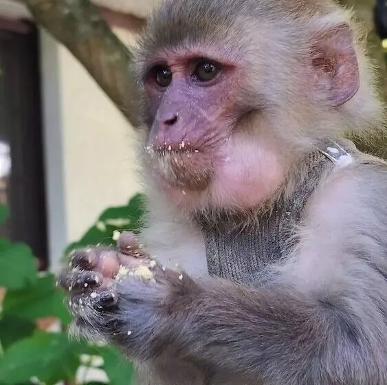 リゾートホテル Polonezköy Country Club & Accommodation In The Wildlife Park!