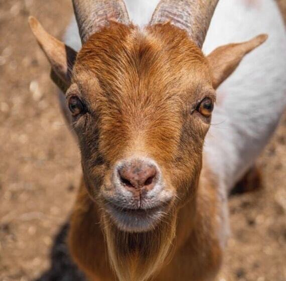 אתר נופש Polonezköy Country Club & Accommodation In The Wildlife Park!