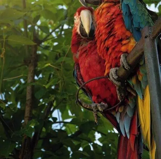 リゾートホテル Polonezköy Country Club & Accommodation In The Wildlife Park!