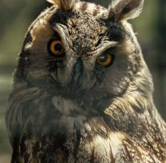 リゾートホテル Polonezköy Country Club & Accommodation In The Wildlife Park!